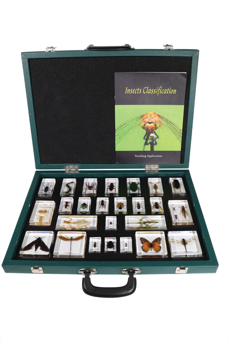 Insect Classification Set - Modern Teaching Aids NZ