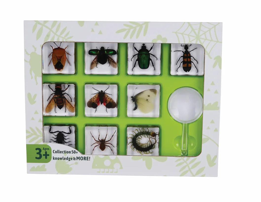 Insects & Bugs - Modern Teaching Aids NZ