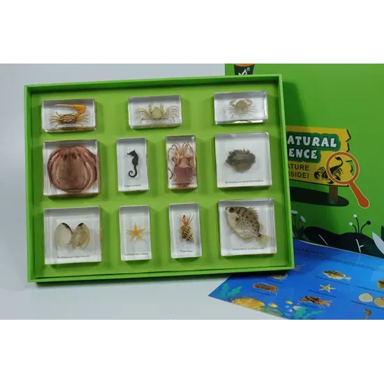 Marine Animal Kit
