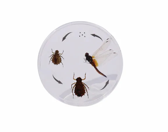 Life Cycle of the Dragonfly - Modern Teaching Aids NZ