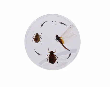 Life Cycle of the Dragonfly - Modern Teaching Aids NZ