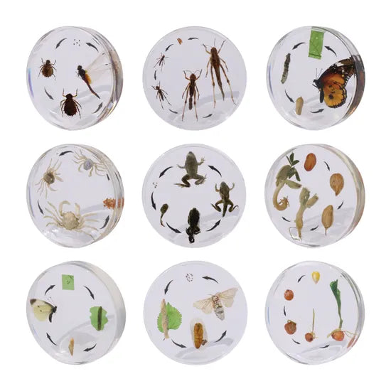 Circle of Life Resin Kit