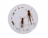 Life Cycle of the Locust - Modern Teaching Aids NZ