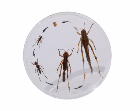 Life Cycle of the Locust - Modern Teaching Aids NZ