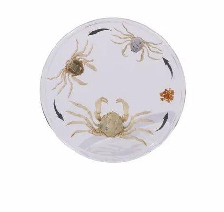 Life Cycle of the Crab - Modern Teaching Aids NZ