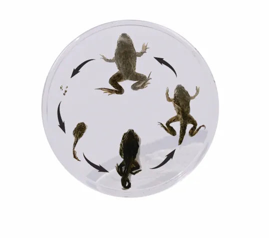 Frog Development - Modern Teaching Aids NZ