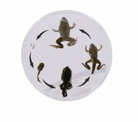 Frog Development - Modern Teaching Aids NZ