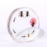 Life Cycle of the Honeybee