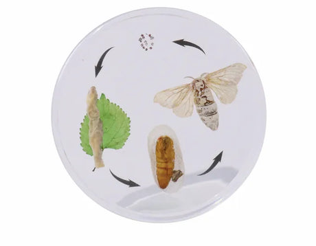 Life Cycle of the Silkworm - Modern Teaching Aids NZ