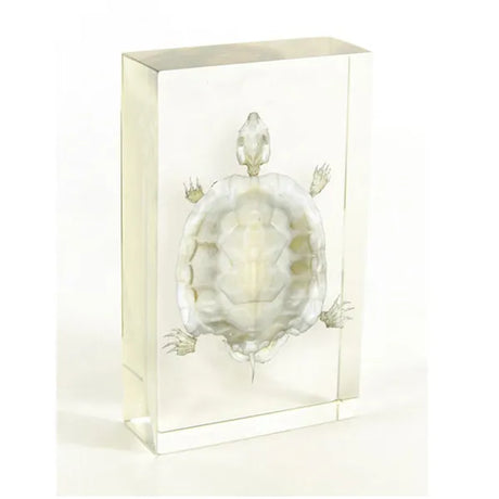 Turtle Skeleton - Modern Teaching Aids NZ