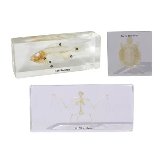 Skeleton set of 3