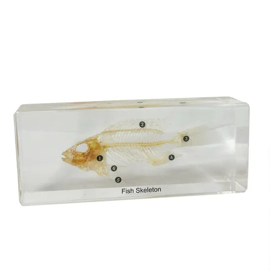 Fish Skeleton
