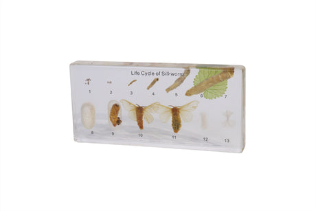 Life Cycle of Silkworm - Modern Teaching Aids NZ