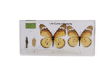 Life Cycle of a Butterfly - Modern Teaching Aids NZ