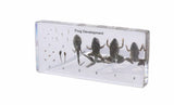 Frog Development - Modern Teaching Aids NZ