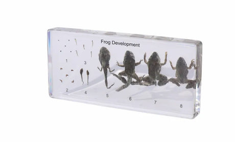 Frog Development - Modern Teaching Aids NZ