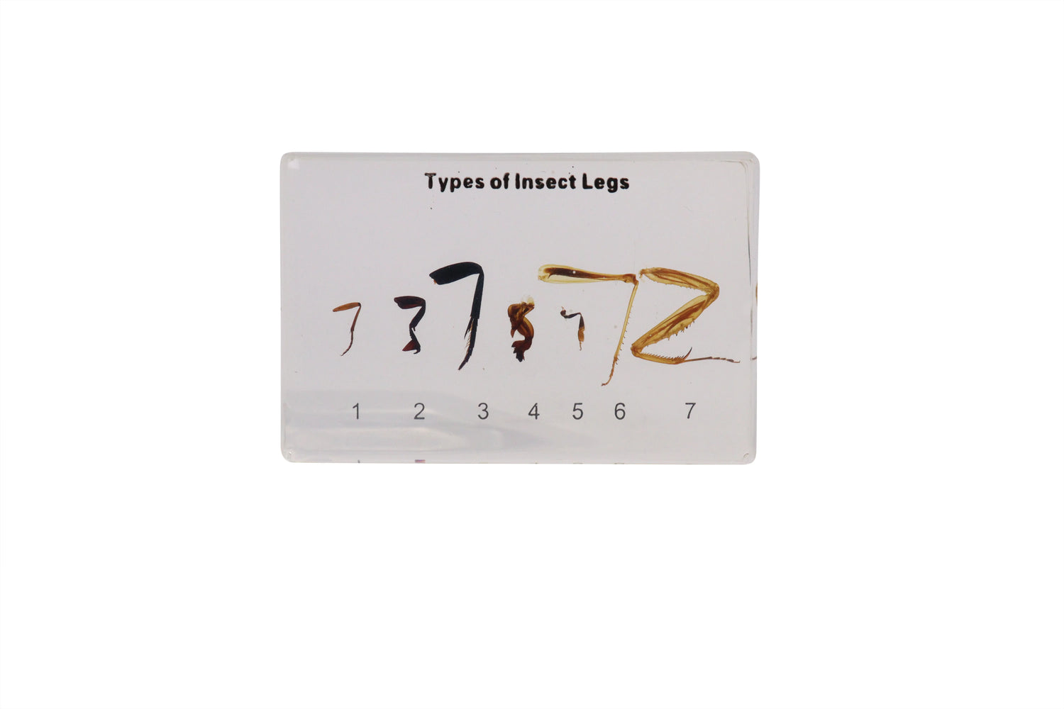Types of Insect Legs - Modern Teaching Aids NZ