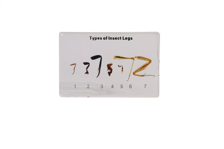 Types of Insect Legs - Modern Teaching Aids NZ