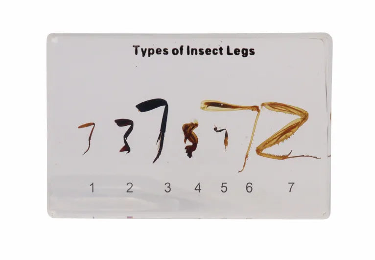 Types of Insect Legs - Modern Teaching Aids NZ