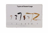 Types of Insect Legs - Modern Teaching Aids NZ