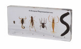Anthropod Set - Modern Teaching Aids NZ