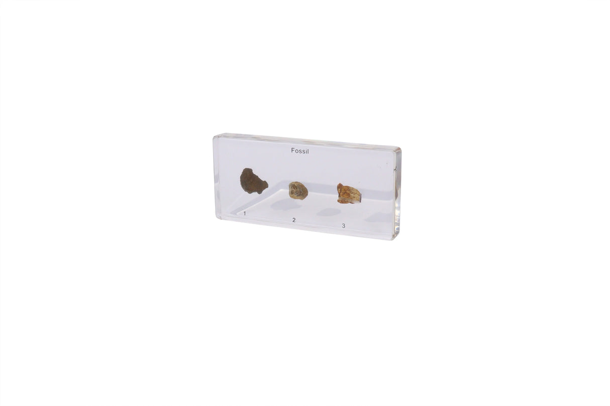 Fossils in Resin - Modern Teaching Aids NZ