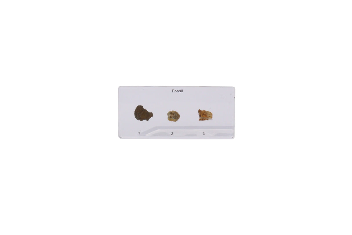 Fossils in Resin - Modern Teaching Aids NZ