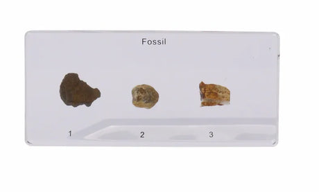 Fossils in Resin - Modern Teaching Aids NZ