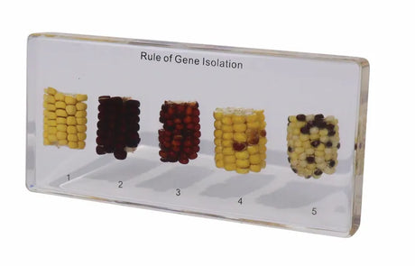 Gene Isolation Demonstration - Modern Teaching Aids NZ