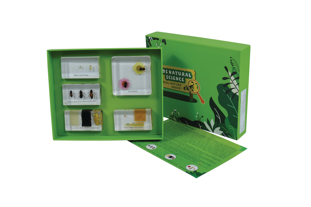 Life Cycle of the Honeybee - Modern Teaching Aids NZ