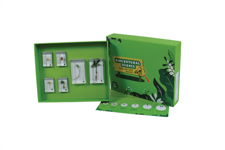 Bean Germination - Modern Teaching Aids NZ