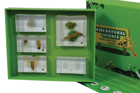 Life Cycle of the Silkworm - Modern Teaching Aids NZ