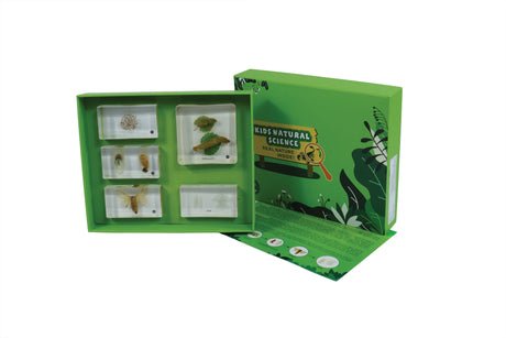 Life Cycle of the Silkworm - Modern Teaching Aids NZ