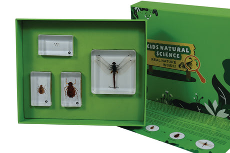Life Cycle of a Dragonfly - Modern Teaching Aids NZ