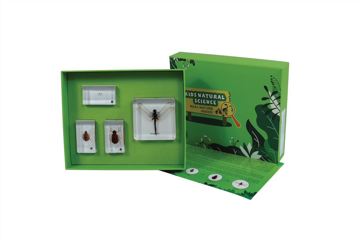 Life Cycle of a Dragonfly - Modern Teaching Aids NZ