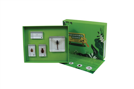 Life Cycle of a Dragonfly - Modern Teaching Aids NZ
