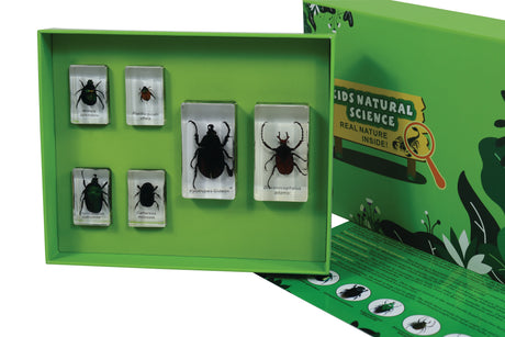 Chafer Beetles - Modern Teaching Aids NZ
