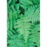 Foliage Pattern Paper A4 - Pack of 40 - Modern Teaching Aids NZ