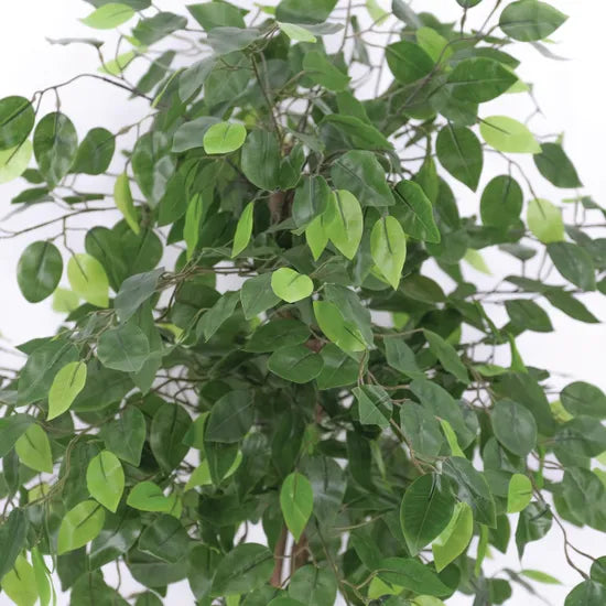 Artificial Ficus Plant - 90 cm - Modern Teaching Aids NZ