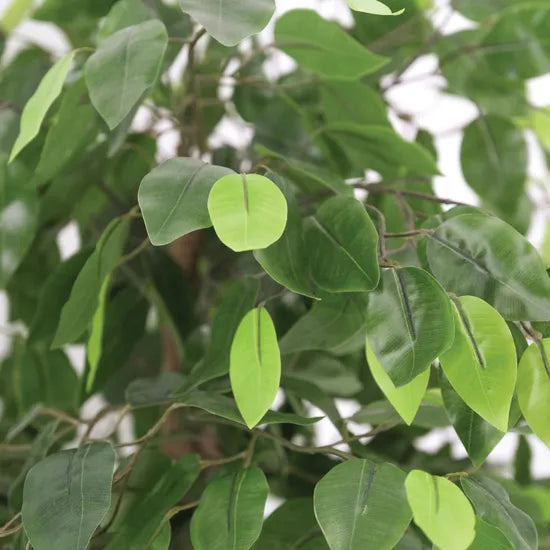 Artificial Ficus Plant - 90 cm - Modern Teaching Aids NZ