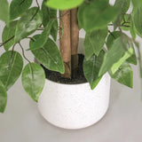 Artificial Ficus Plant - 90 cm - Modern Teaching Aids NZ