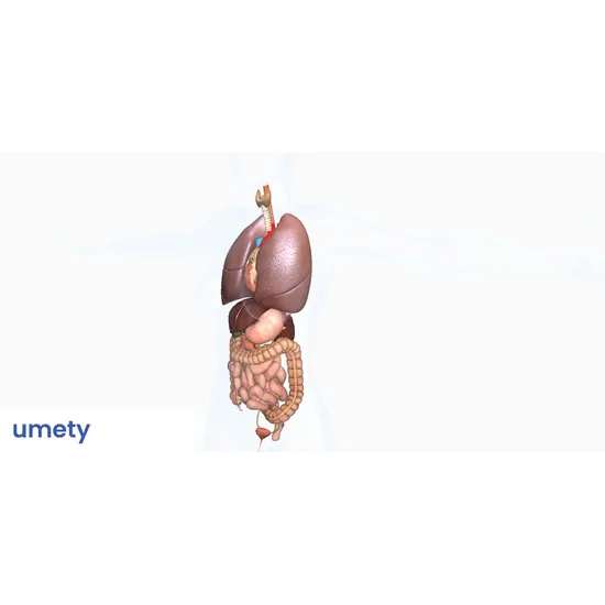 UMETY Core - 1 year subscription - Modern Teaching Aids NZ