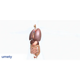 UMETY Core - 1 year subscription - Modern Teaching Aids NZ