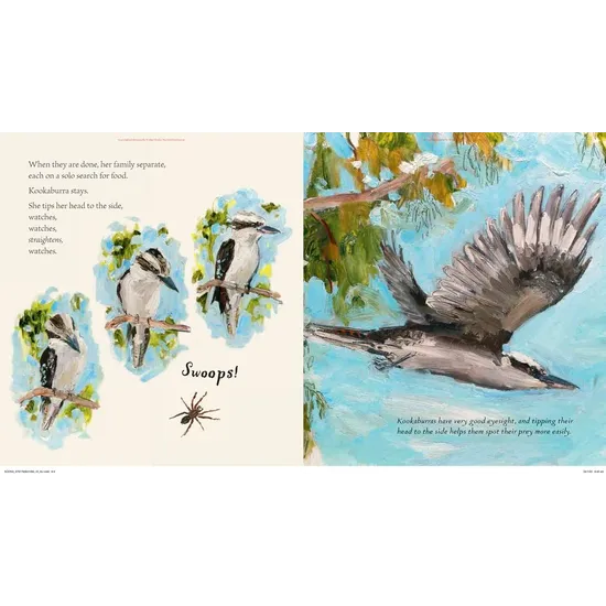Kookaburra - Modern Teaching Aids NZ