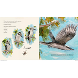 Kookaburra - Modern Teaching Aids NZ