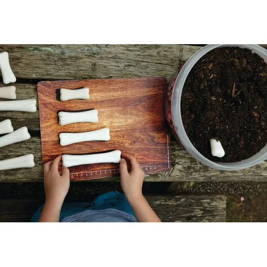 Dinosaur Bones Match and Measure Set - Modern Teaching Aids NZ