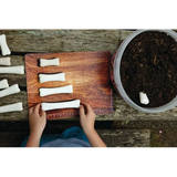 Dinosaur Bones Match and Measure Set - Modern Teaching Aids NZ