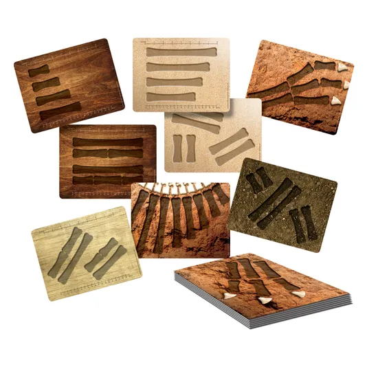 Dinosaur Bones & Activity Cards - Modern Teaching Aids NZ