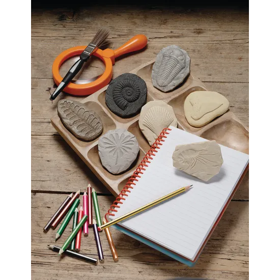 Play & Explore Fossils Set of 8 - Modern Teaching Aids NZ