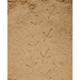 Farmyard Footprints Set of 8 - Modern Teaching Aids NZ